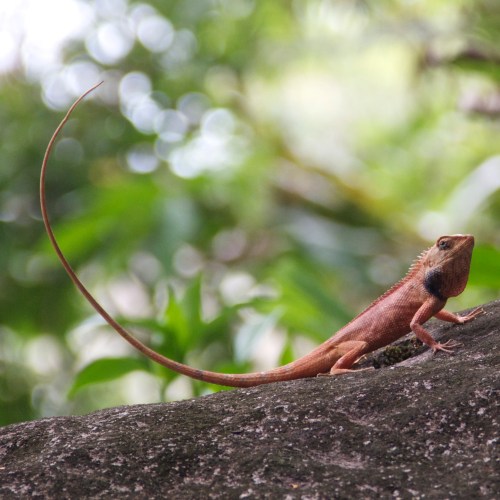 This guy was puffing his throat and raising his tail to let me know to get back.  The size of its tail relative to the body was rather impressive.